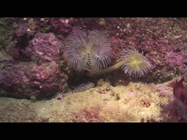 Kimmeridge and Durdle Door - Dorset Wildlife Trust