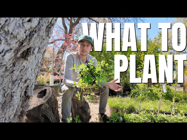 5 "Bulletproof" Texas Native Plants for Every Problem Yard