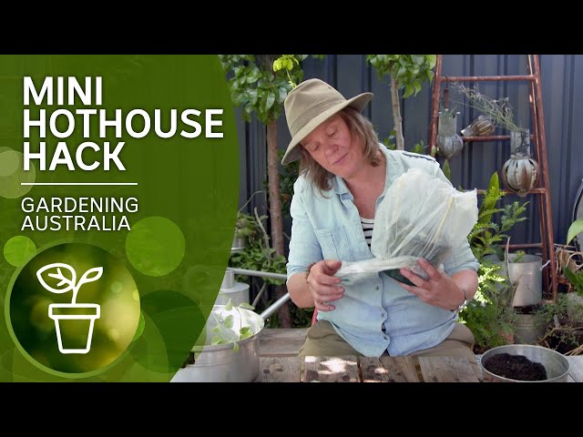 Cheap and easy hothouse | DIY garden projects | Gardening Australia
