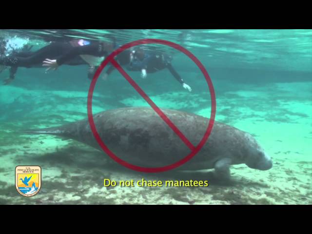 Crystal River Refuge's "Manatee Manners" for Swimmers