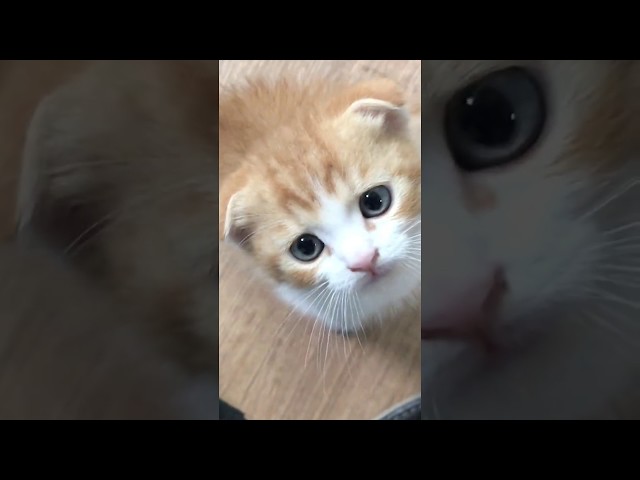 [verevere vertical] first cry~