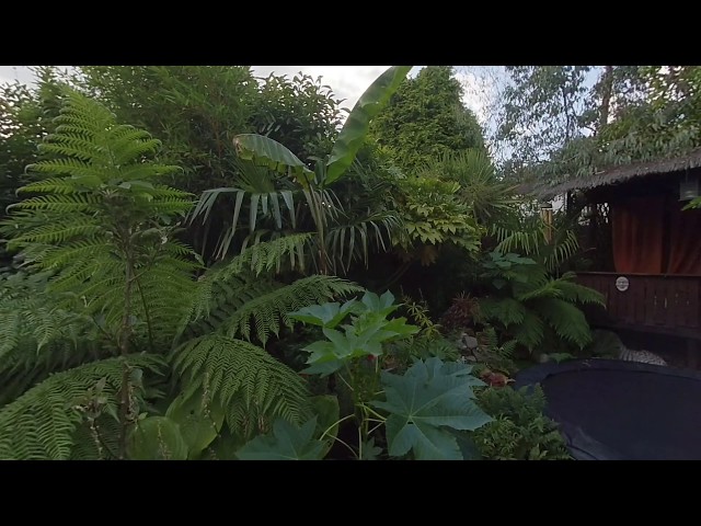 VR180 Insta360 Evo 5.7k  My tropical uk garden in nottingham.