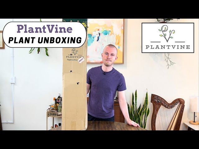 Large Floor Plant Unboxing | PlantVine