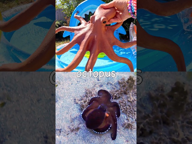 Learn at the Shark Pool | Sea Animal Names for Kids: Octopus Clownfish Crab Whale Fish