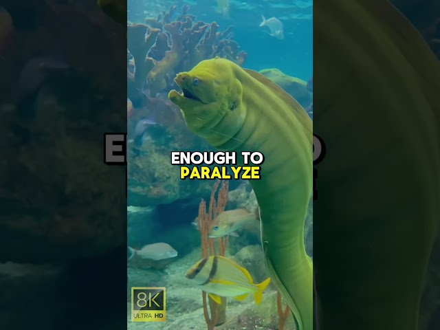 MOST DANGEROUS ANIMALS