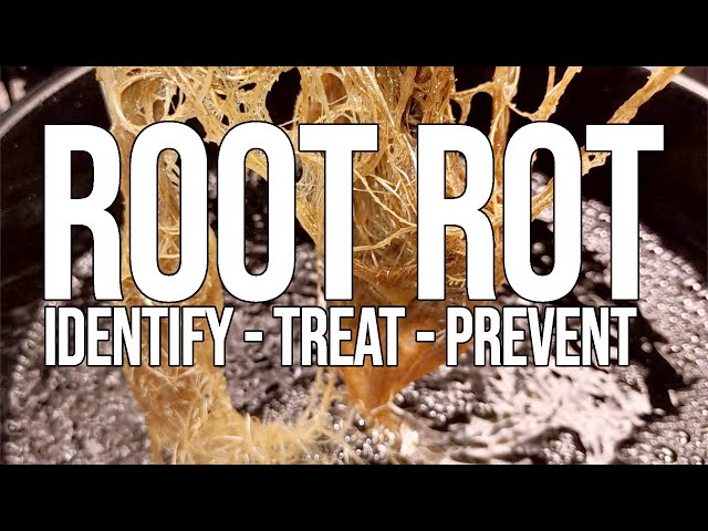Root Rot RUINING Your Hydro Grow? Fix It FAST. How To Identify, Prevent and Treat Brown Slimy Roots