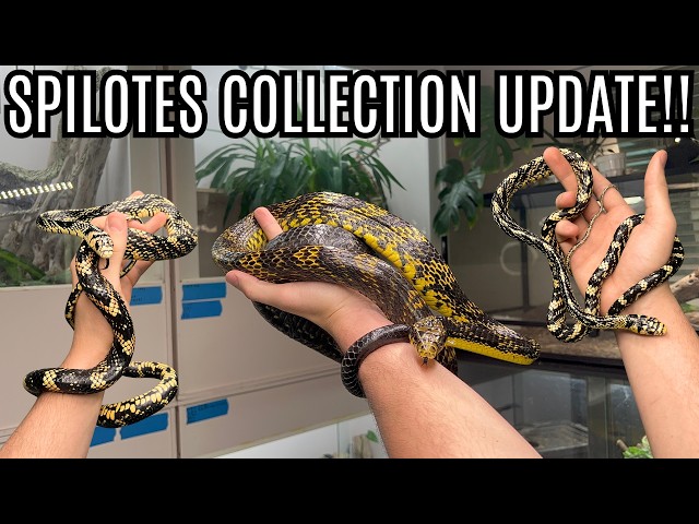 Tiger Rat Snakes And Amazon Puffing Snakes!!