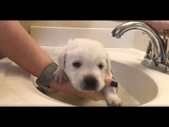First bath for lab poopy puppy Kanye!