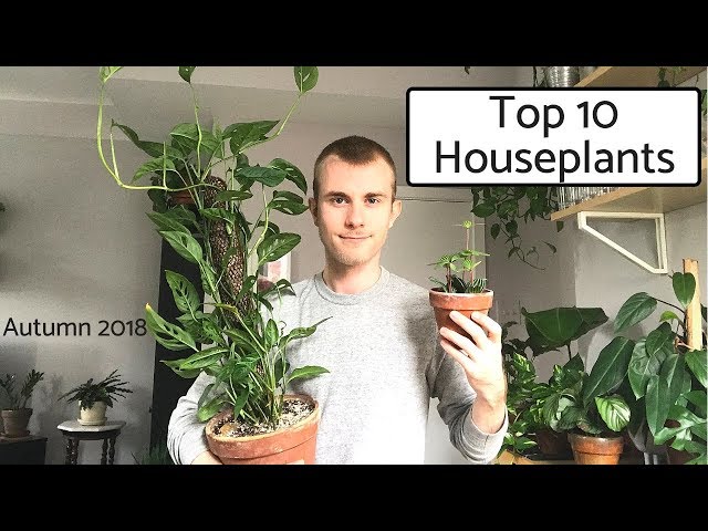 Top 10 Houseplants | Autumn 2018