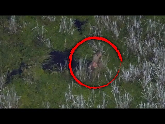 'Moron' Suspect Runs Into Alligator-Infested Waters With Young Sons