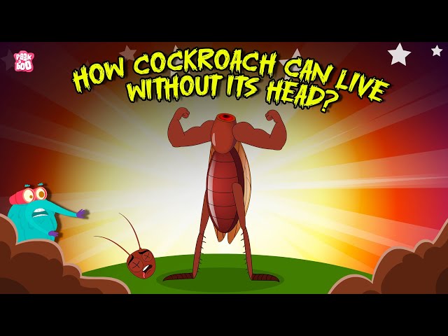 Creepiest Insect | How Cockroach Can Live Without Its Head? | Cockroach Mystery | Dr. Binocs Show