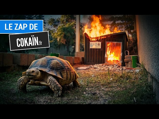 Le Zap de Cokaïn.fr n°539
