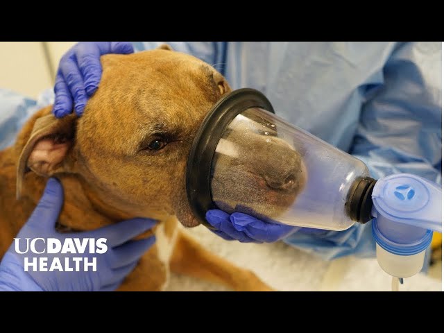 Dogs Inhale New Immunotherapy to Fight Lung Cancer |  UC Davis Health Research