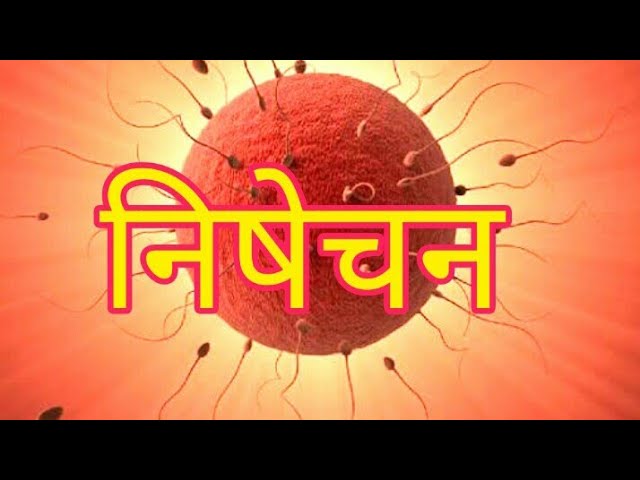 Fertilization in hindi || निषेचन क्या होता है ||