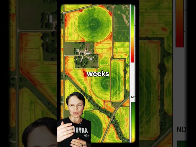 NDVI maps basics