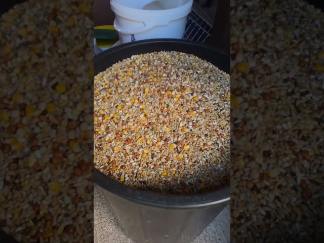 The hand mixed winter corn at cloverfield lofts ready for moulting #cornexchange #cornmill
