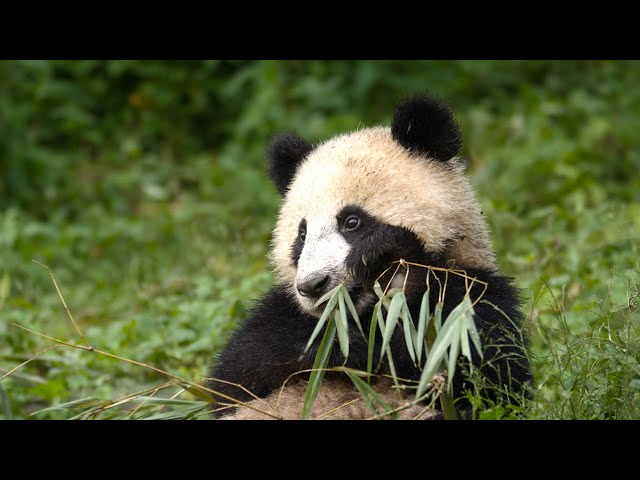 Panda Mother Teaches Cub How to Eat Bamboo | 4K UHD | China: Nature's Ancient Kingdom | BBC Earth