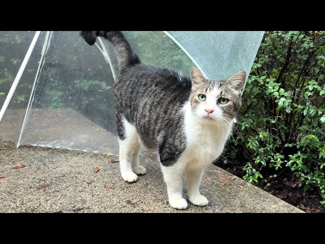 傘を出すと一瞬で理解して雨宿りしてる甘え上手なキジ白猫ちゃん