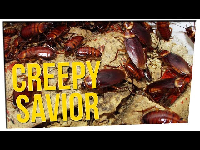 Cockroaches Used to Combat Waste ft. Simu Liu & David So