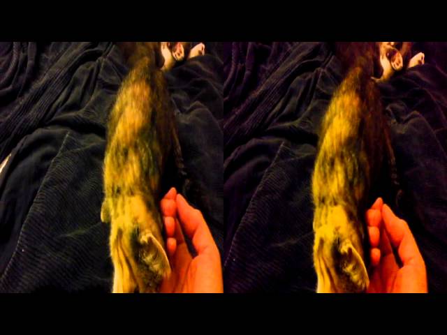 Kitten Java in 3D
