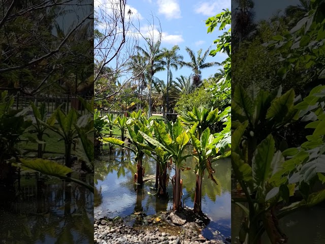 Exotic palm trees