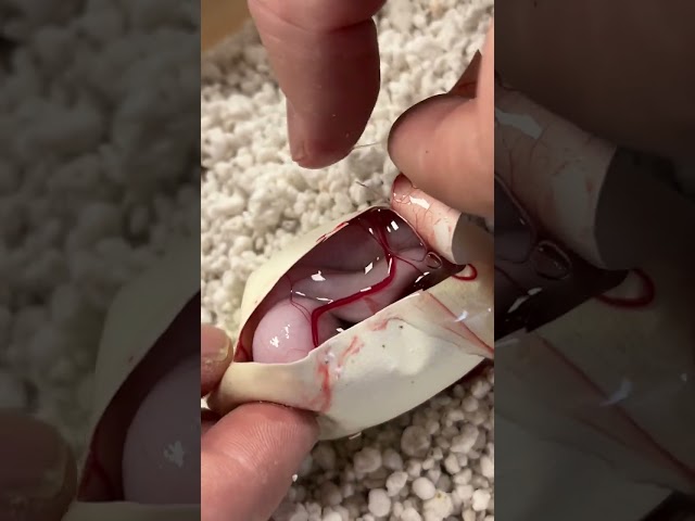 This Snake was Not Supposed to be in this Egg 😳 #shorts