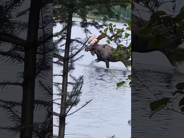 Moose seen going for a swim in Vilas County