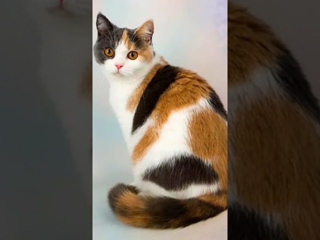 fakta unik kucing jantan 3 warna  yang berharga  ratusan juta |kucing kembang telon