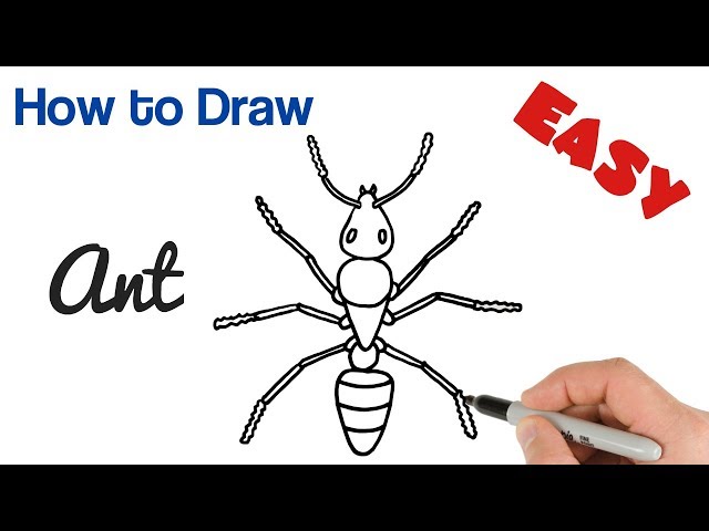 How to Draw an Ant easy step by step drawing for beginners