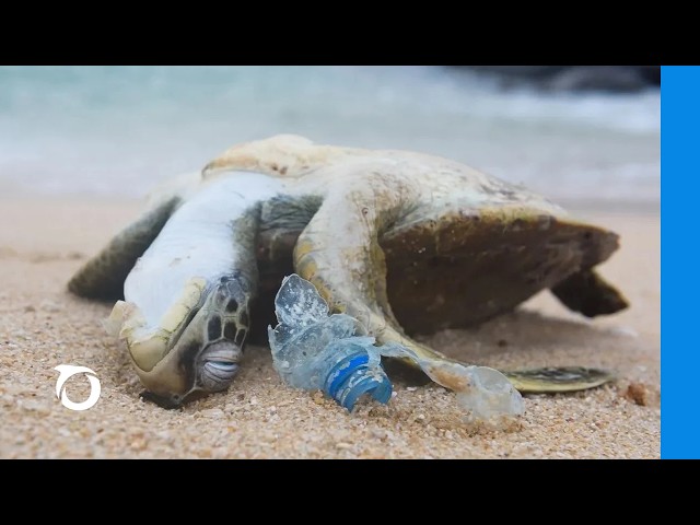 POWERFUL VIDEO: Why We Need to Stop Plastic Pollution in Our Oceans FOR GOOD