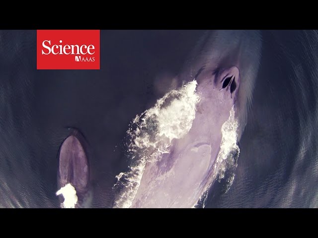 XX Files : The humpback microbiome : Respiratory blow [CLIP]