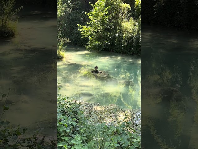 Clear Emerald Lake🦆Duck Bird #Calming #Naturesounds #river  #streamsounds #forestriver #tranquility