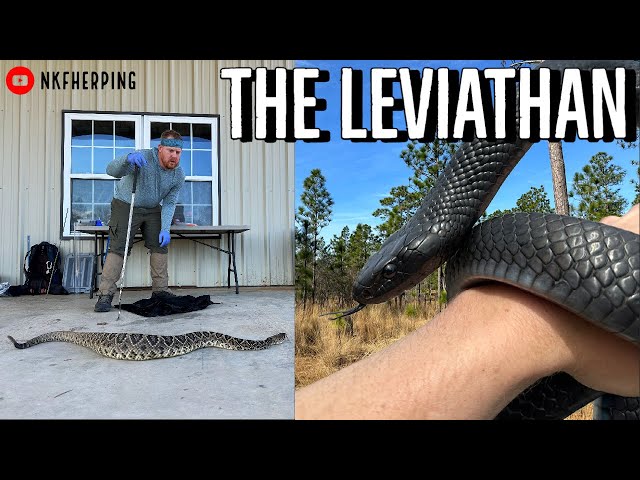 We Found the Biggest Rattlesnake I've EVER Seen.....Eastern Indigo Snake Survey!