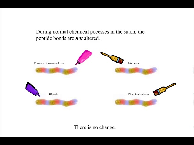 COS2420 Chemical Hair Bonds: The Peptide Bond