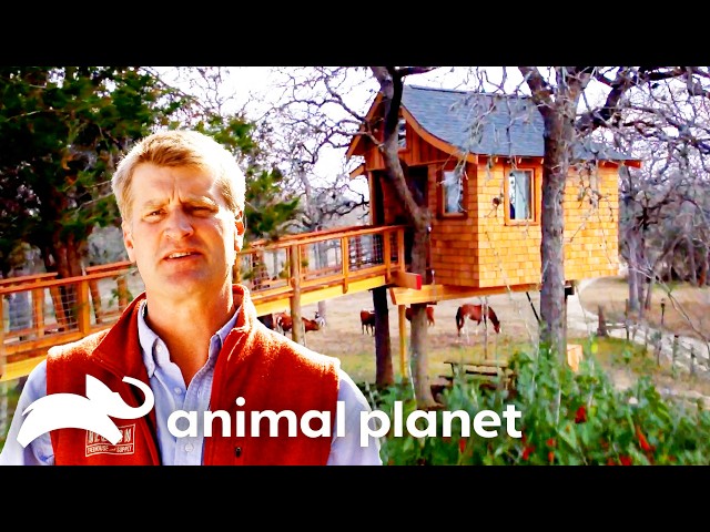 The Most Incredible Treehouse Spa! | Treehouse Masters | Animal Planet