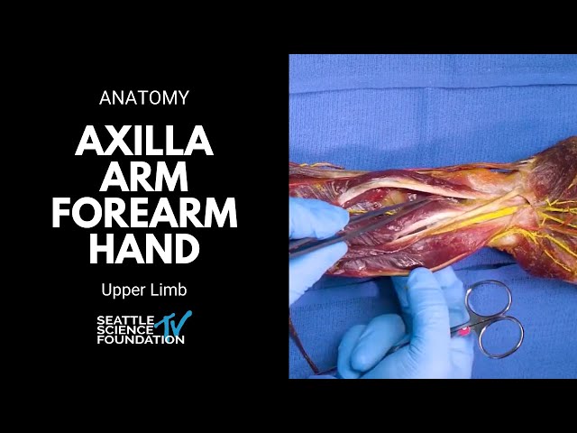 Upper limb: axilla arm forearm hand anterior deep