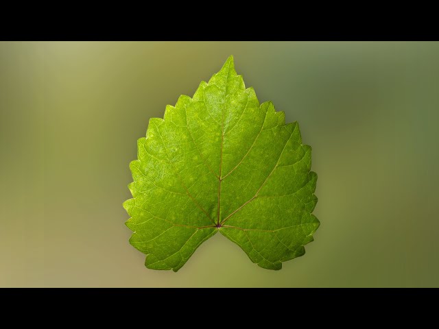 Adobe Substance 3D Sampler for Beginners