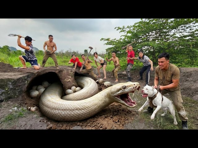 Expert Bravely Digs Up and Captures a Giant White Python