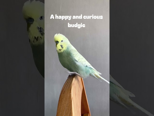 A happy and curious budgie. #parrot #budgies