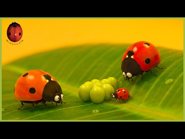 The Housing Plant Project | Minuscule | 25' Compilation