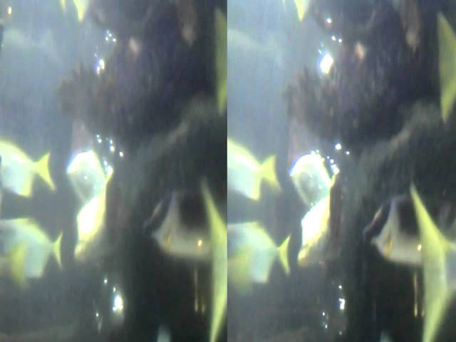 3D Fish