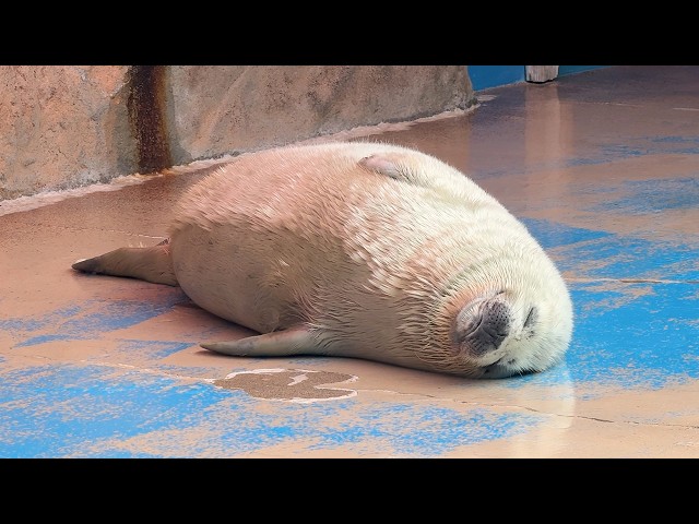Japan’s Mochi-Like Baby Seal🦭 Luxury Ocean-View Getaway!🌊