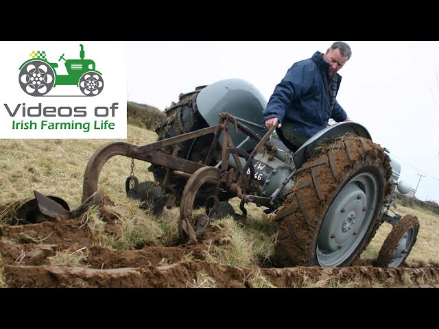 Vintage Farming Documentary - Growing Potatoes in Ireland