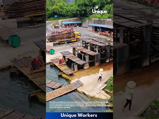 Industrial Transport: Loading Bamboo Poles onto Trucks at Riverside Processing Yard