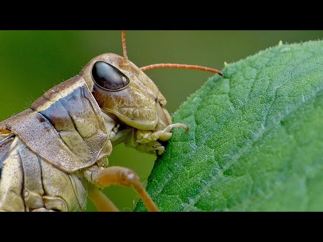 Large Grasshopper Feeding