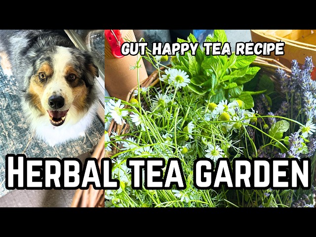 Herbal tea garden-gut happy tea recipe