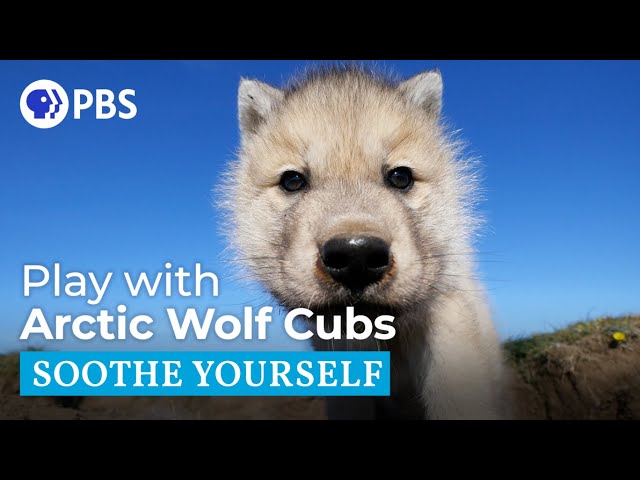 Play with Arctic Wolf Cubs