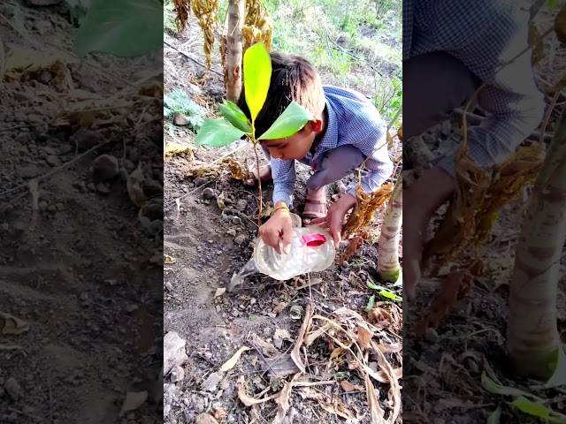 paudhraopan in garden home #treeplanting #summertime #green #pusparaj