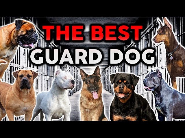 THE BEST GUARD DOG BREED! Ultimate Dog Championship