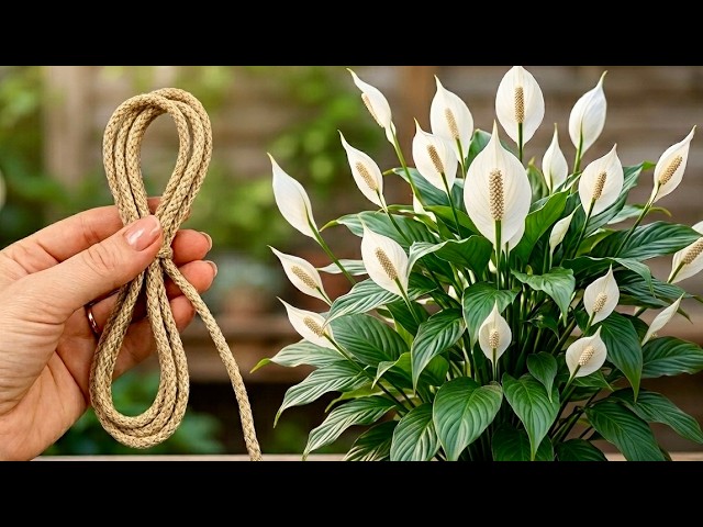 I Wish I Knew This Sooner! This Simple Trick Has My Peace Lily Thriving Like Never Before! ✨